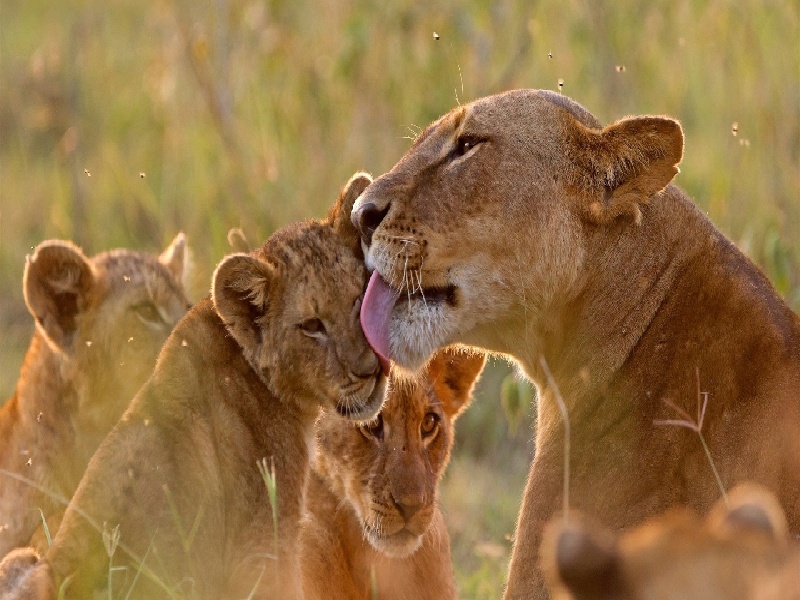 <strong>南宁试管私人医院（农残检测试管）</strong>